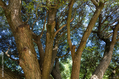 Big tree trunks in summer