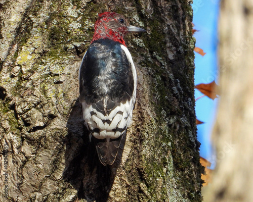 Red-headed Woodpecker (Melanerpes erythrocephalus) North American Bird photo