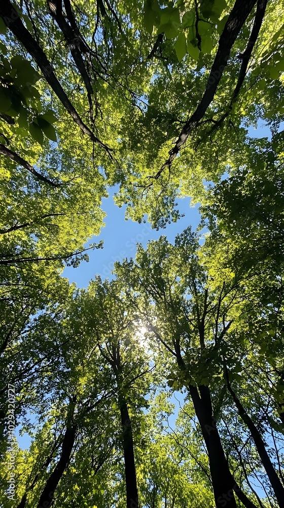 Fototapeta premium A wide-angle view of the canopy above, showcasing tall trees with lush green leaves against a clear blue sky