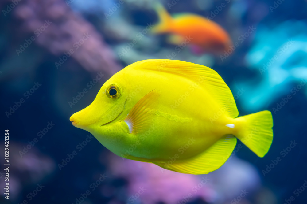 Yellow Tang is commonly found in shallow reefs Yellow Tang is commonly found in shallow reefs
