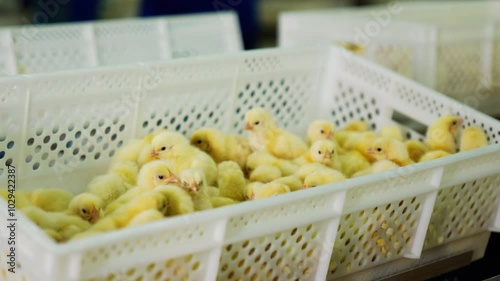 Adorable yellow chicks moving in the plastic box. Growing poultry offspring at the factory. Close up