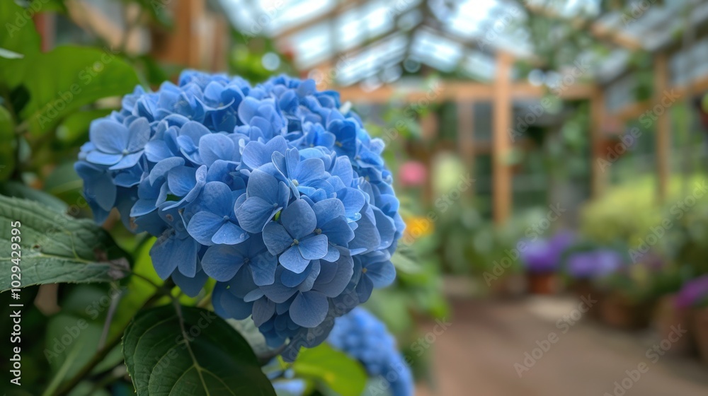 Blue Hydrangea in a Greenhouse Blue Hydrangea in a Greenhouse