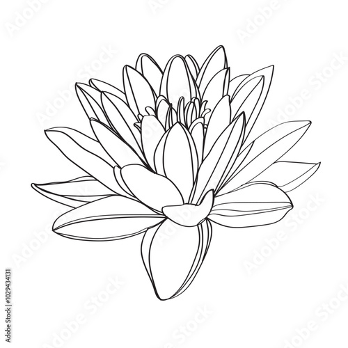 Black and white line illustration of lotus flowers on a white background