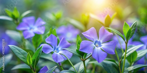 Minimalist purple and blue flowers of periwinkle Vinca minor in spring garden