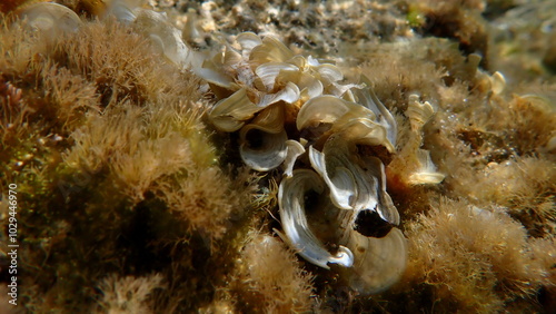 Small brown algae Peacock tail (Padina pavonica) undersea, Aegean Sea, Greece, Halkidiki, Kakoudia beach photo