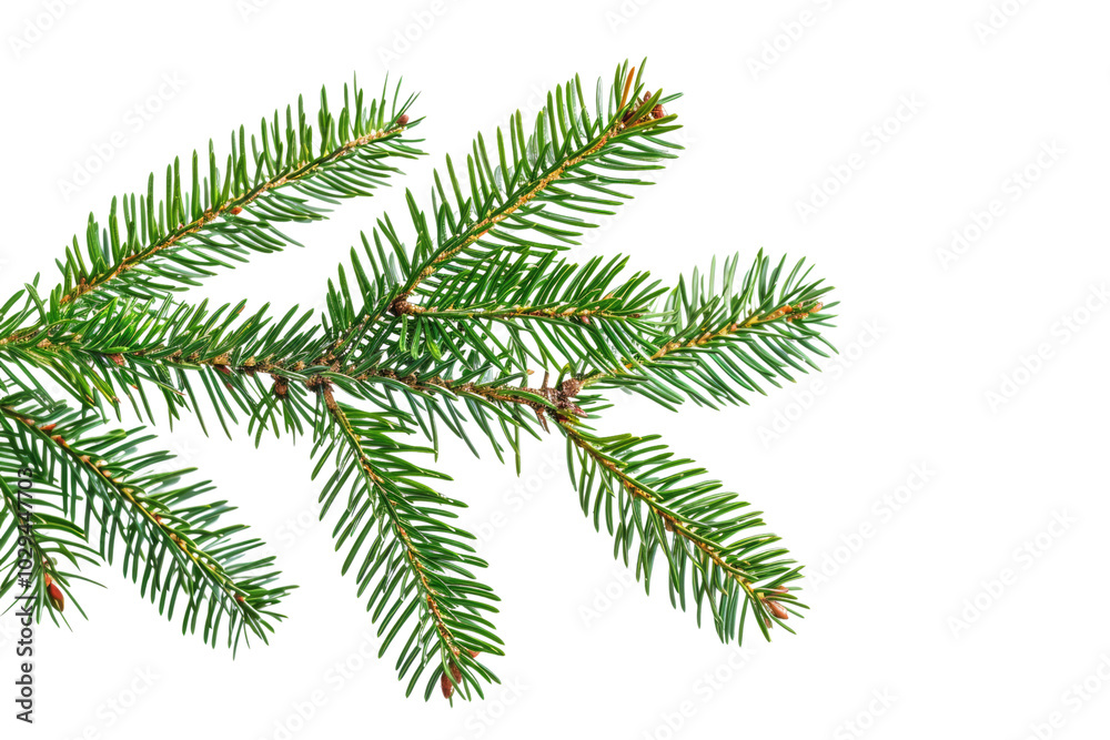 green fir branch isolated on white or transparent png green fir branch isolated on white or transparent png