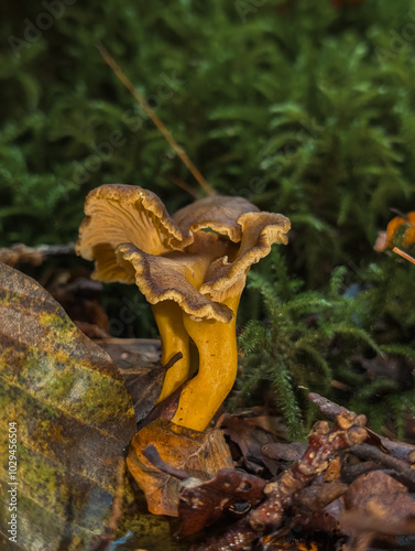 Champignons sauvages en forêt : Texture et forme naturelles