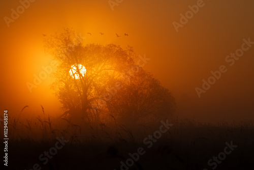 A morning with the cranes
