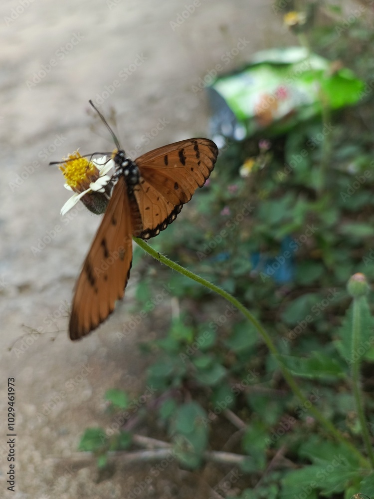 Obraz premium The tawny coster (Acraea terpsicore)