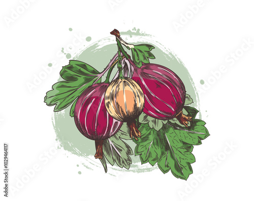 Vector illustration with a sprig of gooseberry berries with leaves hand-drawn on a white background