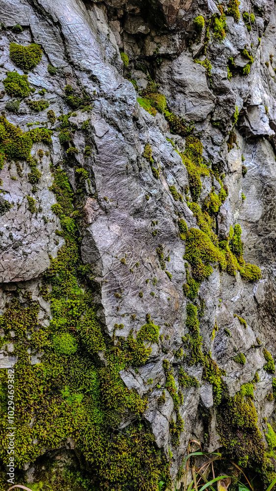 Elegant natural textures. Green moss grows on a black shiny stone. Elegant natural textures. Green moss grows on a black shiny stone.