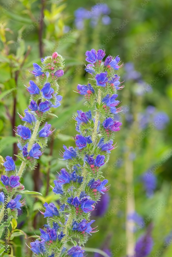 Obraz premium Close up of a vipers bugloss (echium vulgare) flower