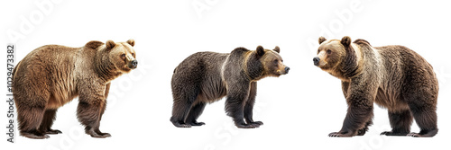 collection Set of A brown bear standing, side view, full body isolated on a transparent background cutout, PNG file