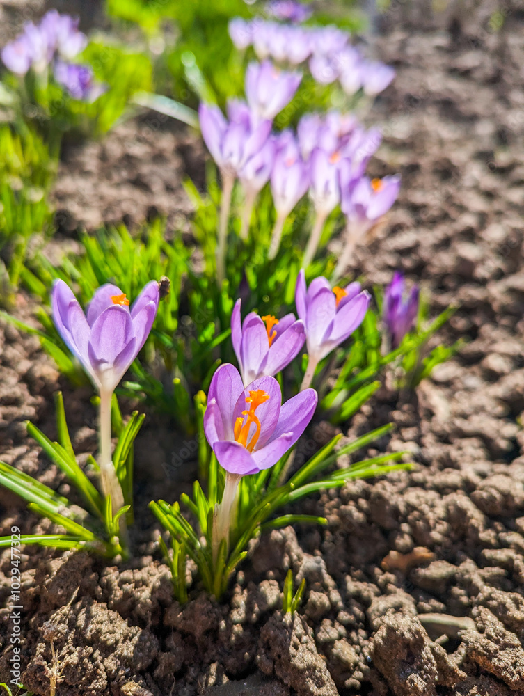 Purple flowers 