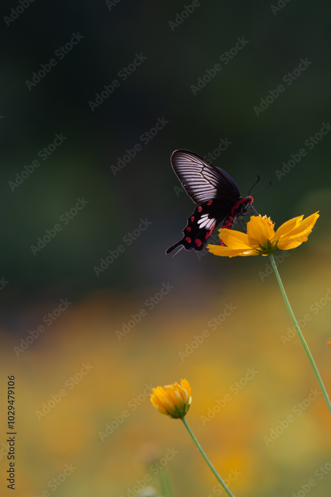 Fototapeta premium Crimson rose butterfly collecting pollen yellow cosmos flower in the garden.