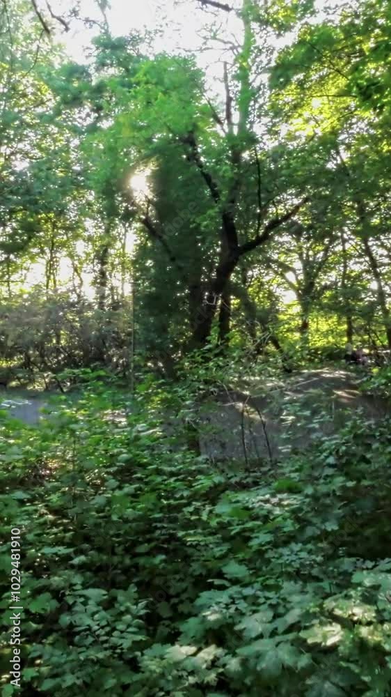 This video is a relaxing walk through the forest. The lush green trees and the gentle sound of the water flowing in the background create a peaceful and calming atmosphere. This video is a relaxing walk through the forest. The lush green trees and the gentle sound of the water flowing in the background create a peaceful and calming atmosphere.