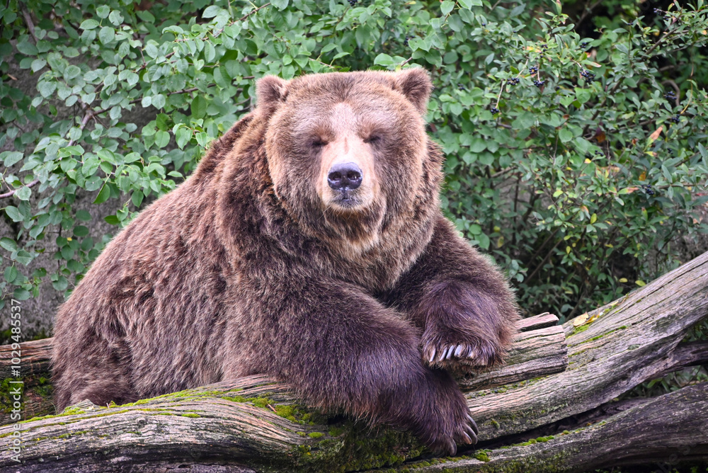 Brown bear portrait - sleeping and chilling Brown bear portrait - sleeping and chilling