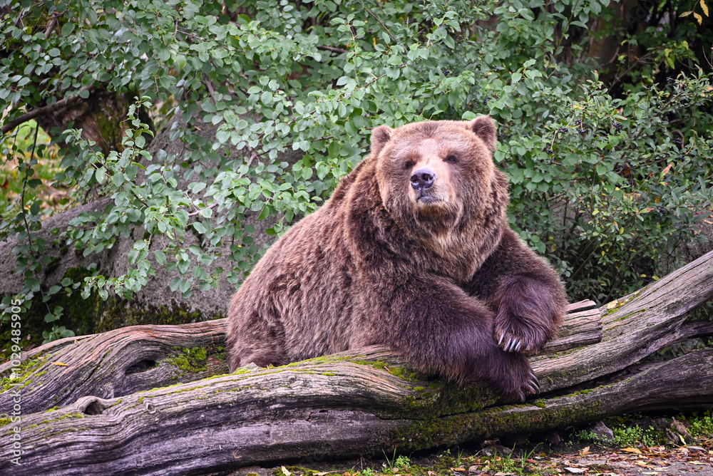 Fototapeta premium Brown bear portrait - sleeping and chilling