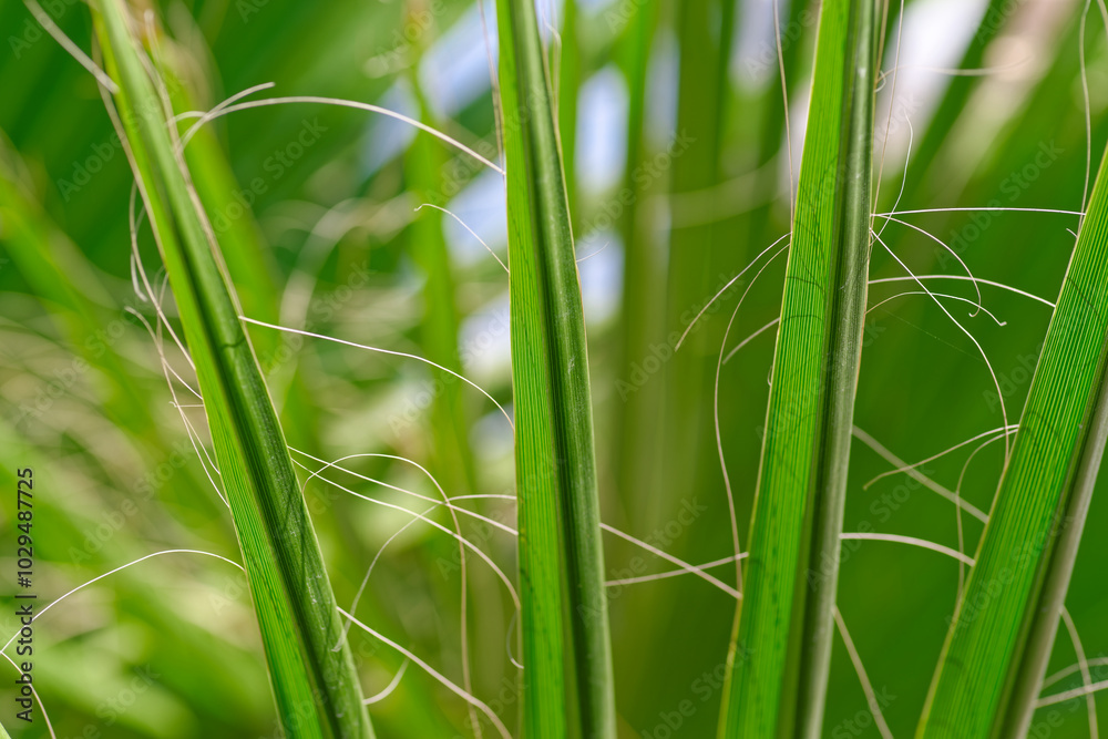 Naklejka premium Vibrant green palm leaves set against a clear blue sky background