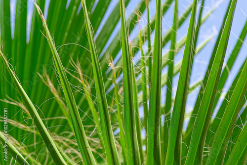 A beautiful arrangement of vibrant green palm leaves set against a clear blue sky background