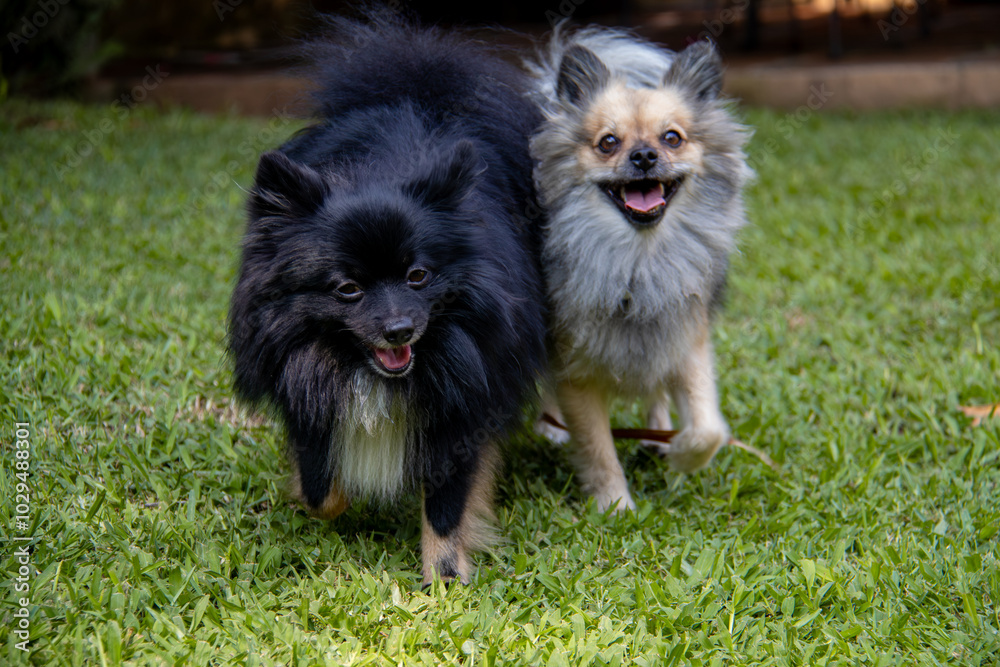 Two happy Pomeranians, one black and one sable, running and playing together on the grass on a sunny day Two happy Pomeranians, one black and one sable, running and playing together on the grass on a sunny day