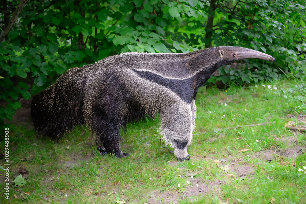 Portrait of a Giant Anteater (Myrmecophaga tridactyla)