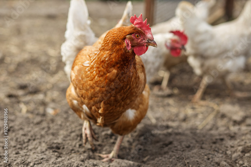 Brown Chicken Walking in Farmyard Close-Up. Farming.