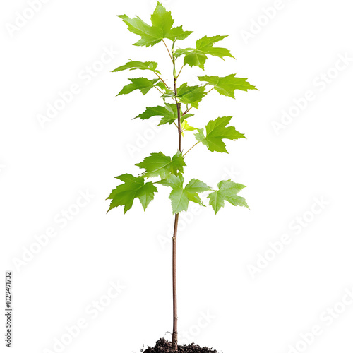 A young maple tree sapling with bright green leaves isolated on transparent background
