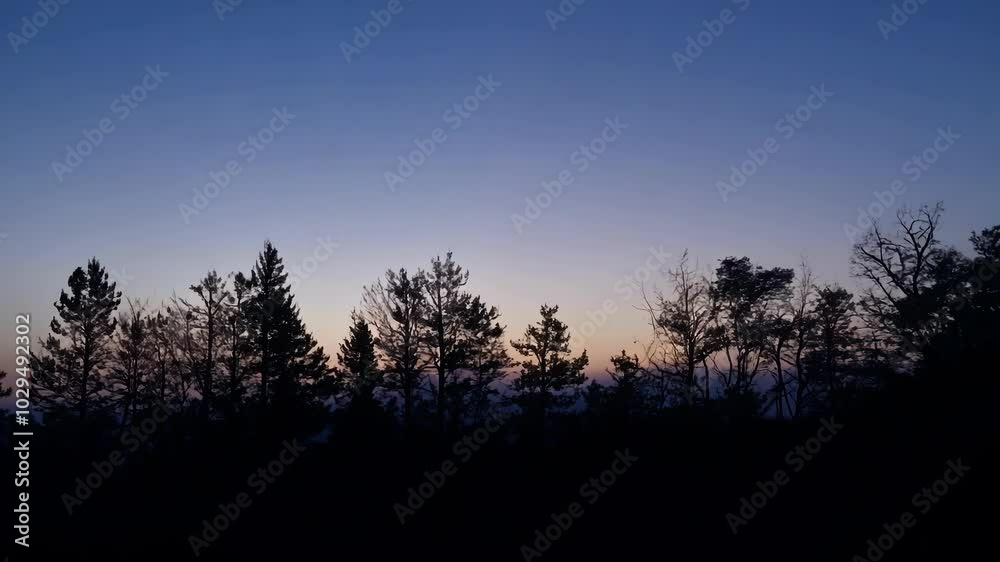 Tall trees stand against a colorful evening sky, casting shadows in a serene forest setting. The tranquil beauty of nature at dusk, blending coniferous and deciduous elements Tall trees stand against a colorful evening sky, casting shadows in a serene forest setting. The tranquil beauty of nature at dusk, blending coniferous and deciduous elements