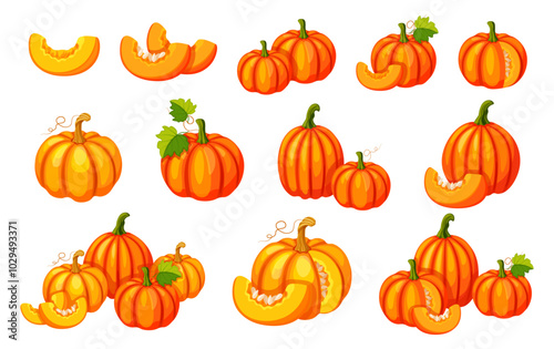 Set of fresh pumpkins in cartoon style.Vector illustration of yellow and orange pumpkins of different sizes and shapes, with seeds, halves, whole, in section, with tendrils, stems and leaves. Harvest.