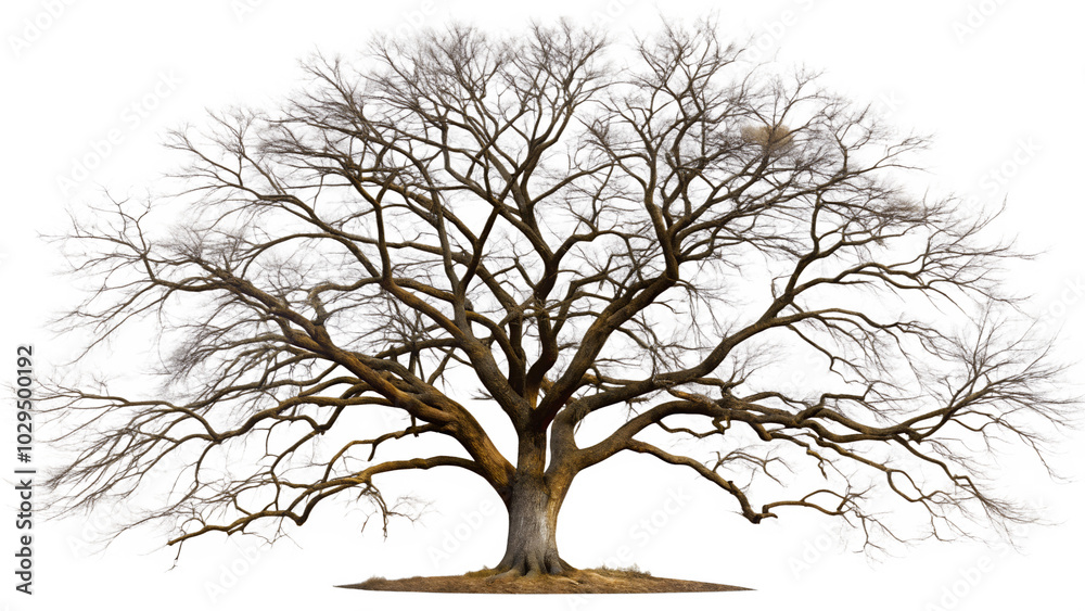 Leafless Old Spooky Tree Isolated on White or Transparent Background PNG