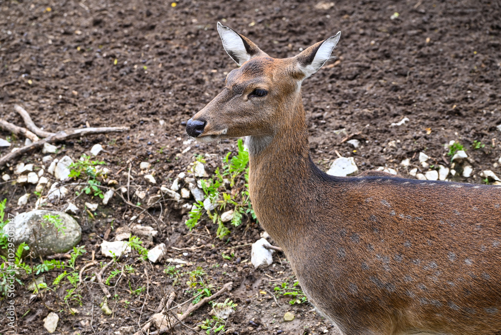 Obraz premium Deer close up portrait