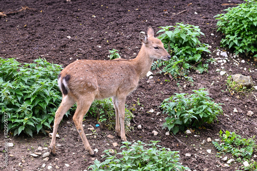 Deer close up portrait