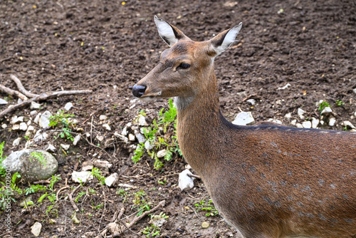 Deer close up portrait