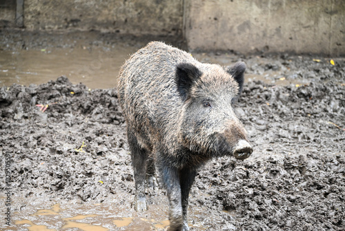 Wild boar and its habitat