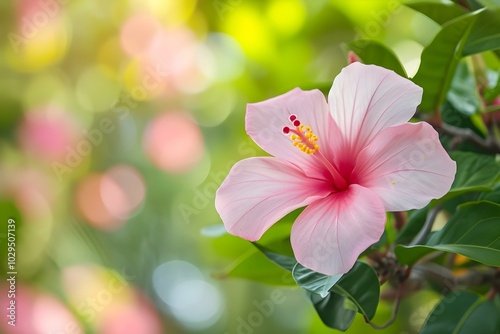 Delicate pink hibiscus flower in soft sunlight