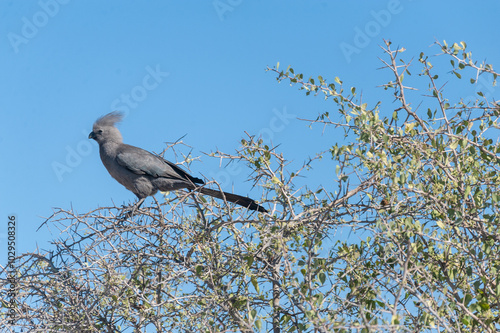 Telephoto of a grey go-away -Corythaixoides concolor- bird sitting in a tree in Namibia. photo