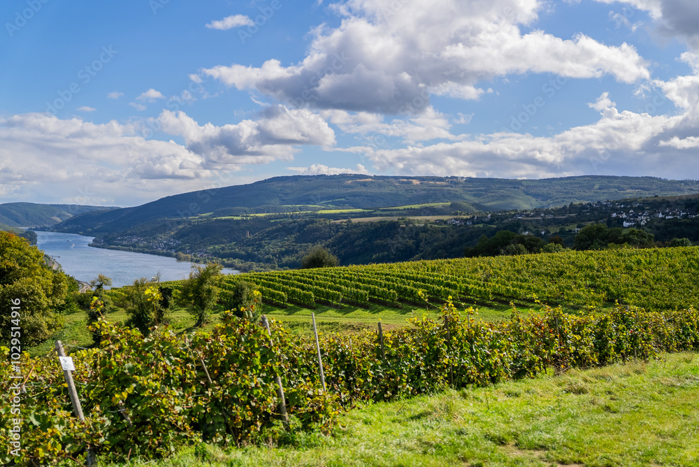 Fototapeta premium Rolling vineyard hills on the Rhine Valley with small towns and the Rhine River in the distance, Germany