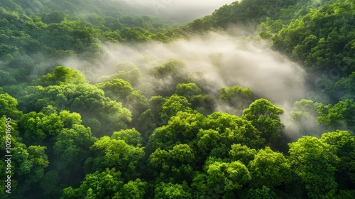 4k wallpaper a vibrant green forest in the morning, covered in mist