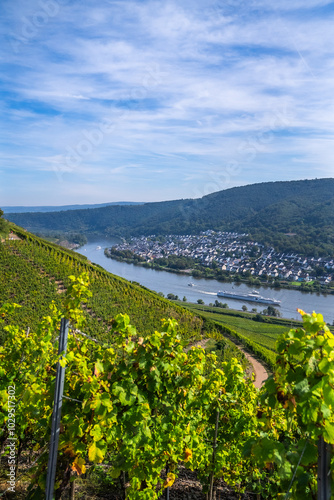 Picturesque wine vineyards on the hillside Rhine Valley near the town of Winningen, Germany