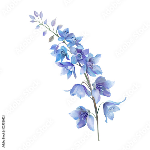 blue flowers isolated on white