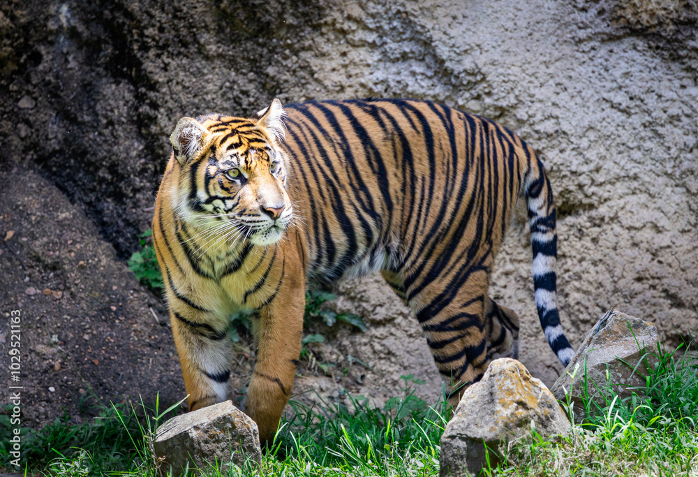 Obraz premium The Sumatran Tiger is critically endangered with approximately 600 left in its natural habitat in Indonesia. The Sumatran tiger seen here lives at a zoo in Tennessee.