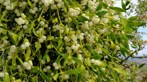 Mistletoe branch with green leaves and white ripe berries photo