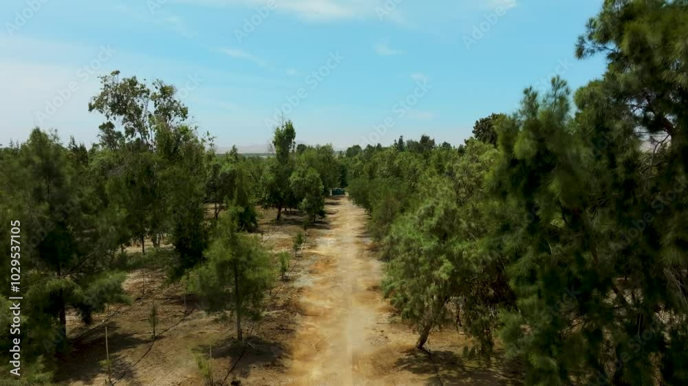 Bosque de Huarmey en el desierto de Perú Bosque de Huarmey en el desierto de Perú