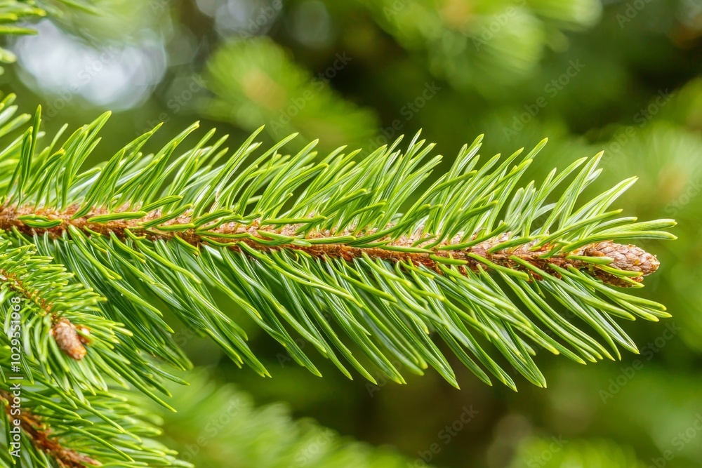 Xmas spruce branches forest nature landscape. Holiday symbol evergreen tree with needles. Shallow depth of field. Xmas spruce branches forest nature landscape. Holiday symbol evergreen tree with needles. Shallow depth of field.