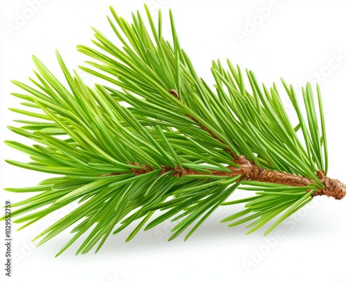 The cones on a pine branch are isolated, without a shadow. Close-up shot. Christmas. New Year.