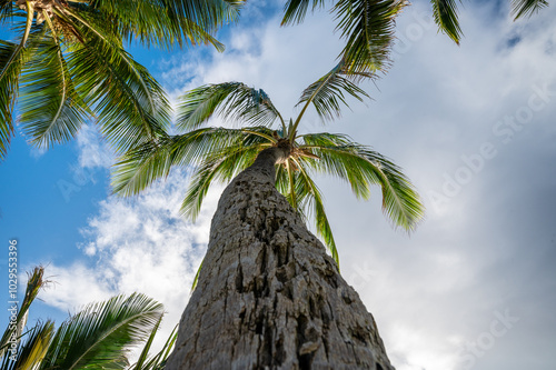 Looking up at a tall, majestic palm tree with a textured trunk, its fronds spread against a backdrop of blue sky and clouds, capturing the essence of tropical serenity and natural beauty.