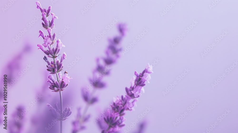 Fototapeta premium Soft lavender minimalist background with subtle texture, perfect for showcasing calming products