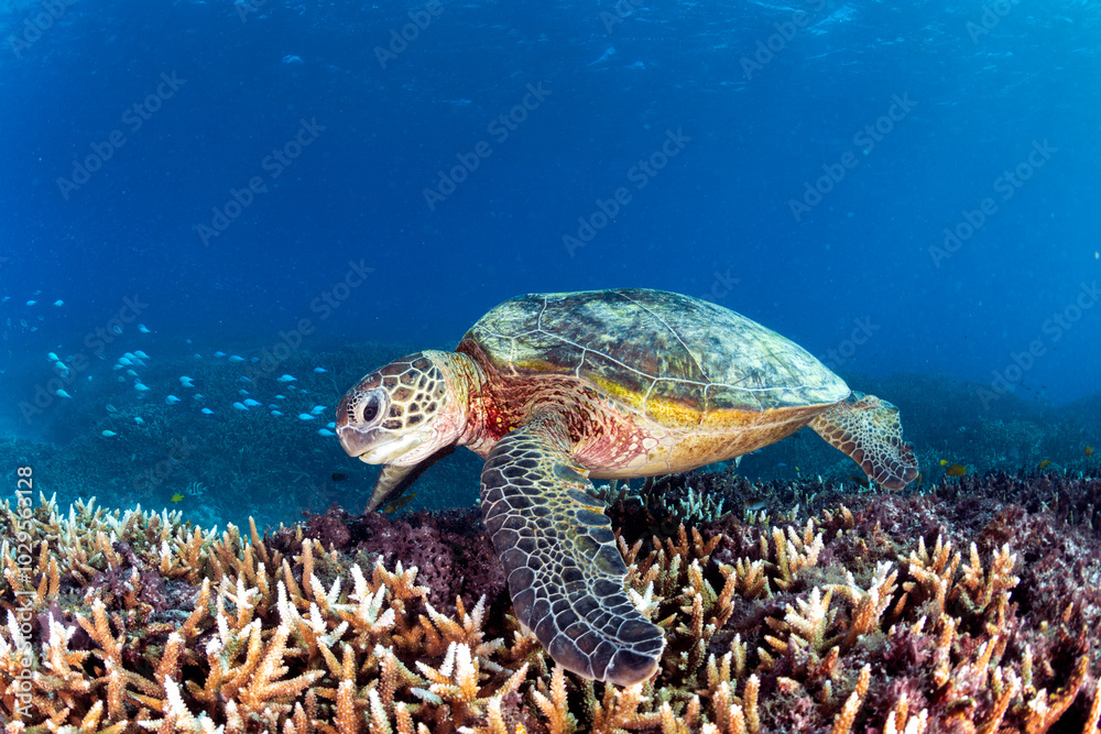 Obraz premium A green sea turtle swims gracefully over a coral reef in the clear waters of Lady Elliot Island.