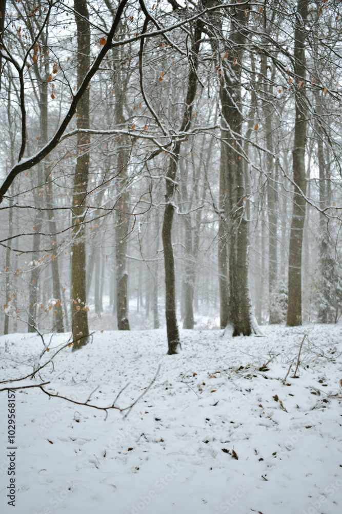 NIEVE NIEVE